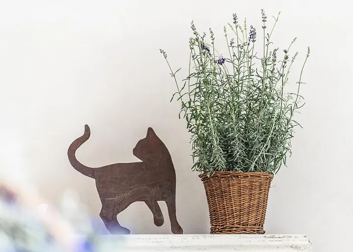 Borgo Dei Gatti Diffuso & *